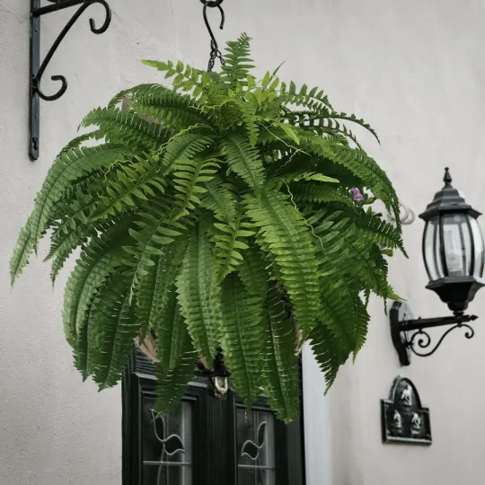 The EverFresh Boston Fern - Lush Beauty That Lasts Forever + 50% OFF - Image 10